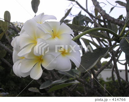 プルメリア　ぷるめりあ　花　はな　ハナ　 414766