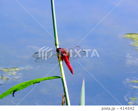 赤とんぼ（１) 414842