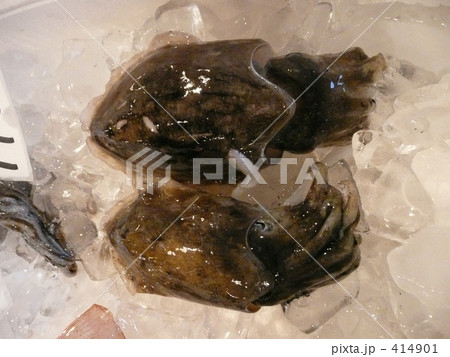 漁港のコウイカ 414901