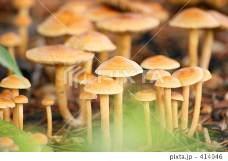 キノコ 414946