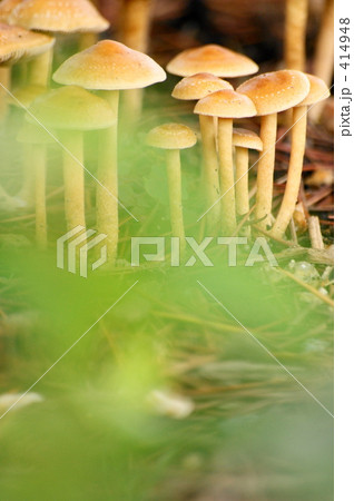 キノコ 414948