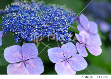 ガクアジサイ咲く 414960