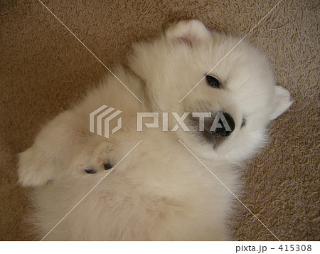 ゴロゴロ・・。 415308