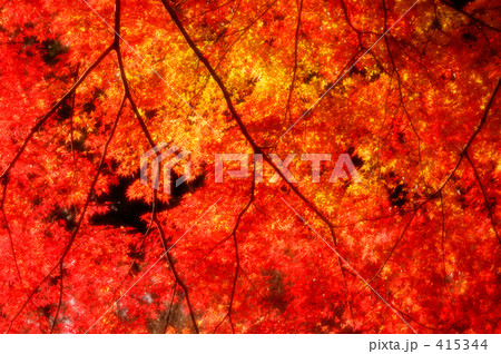 紅葉 04 紅葉 04 415344