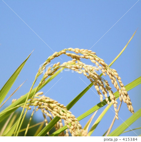 稲穂　アップ　ear of rice 415384