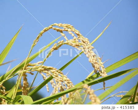 稲穂 415385