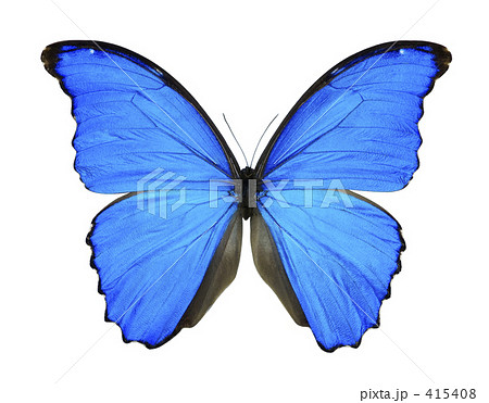 ディディウスモルフォ蝶 415408