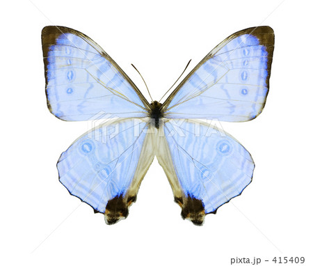モフォ・スカウスキー蝶 415409