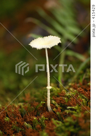 キツネノハナガサ 415429