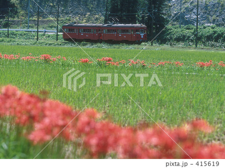 彼岸花畑 415619