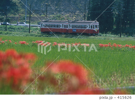 彼岸花の花畑 415626