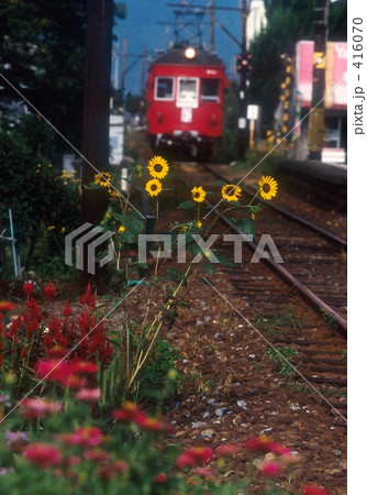 花に囲まれて 花に囲まれて 416070