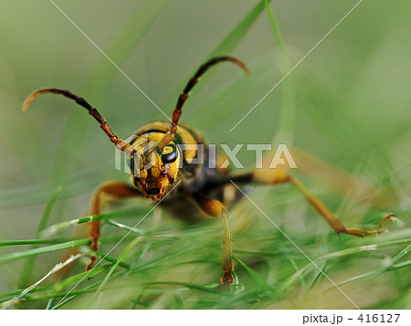 トラフカミキリ 416127