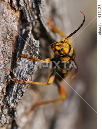 トラフカミキリ 416128