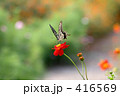 アゲハチョウ 416569
