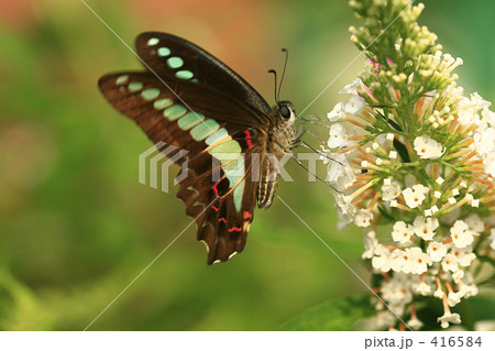 房藤空木と青筋揚羽 416584