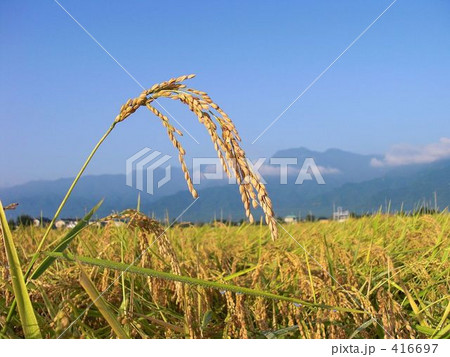 稲穂、刈り入れ間近 稲穂、刈り入れ間近 416697
