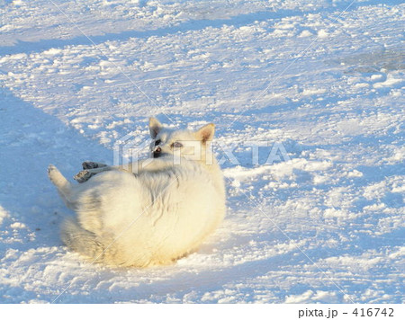 雪原の犬 雪原の犬 416742
