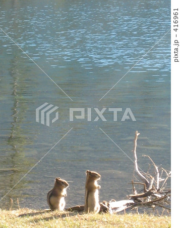 仲良く並ぶリス 仲良く並ぶリス 416961