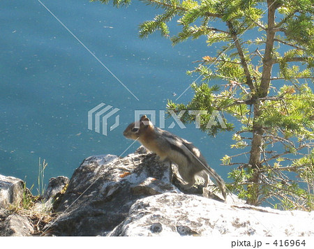 覗き込むリス 覗き込むリス 416964