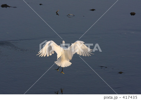 着水直前のコサギ　サギ草の様なフォルムです 417435