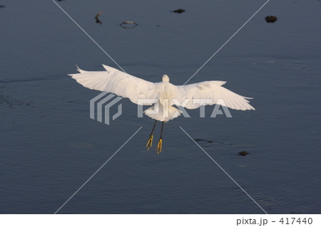 コサギのランディング コサギのランディング 417440