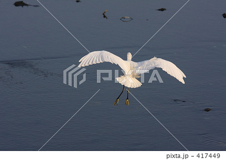 コサギ ひらり コサギ ひらり 417449