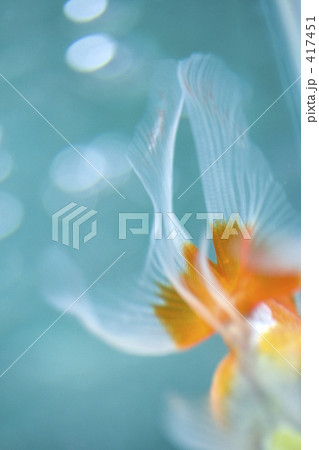 金魚 417451
