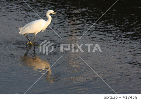 コサギ　えさ探し中 417458