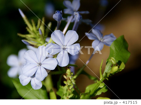 ルリマツリ 417515