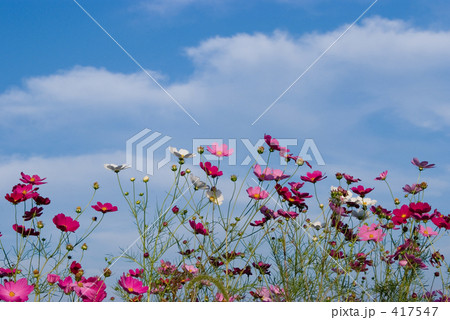 爽やかな秋 爽やかな秋 417547