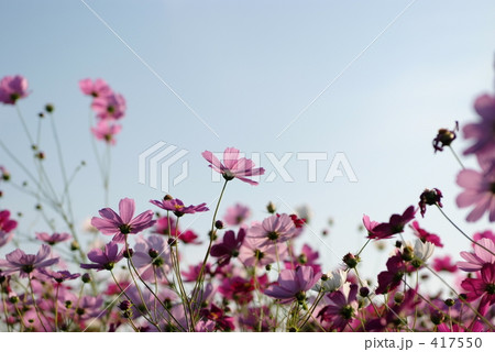 コスモス コスモス 417550
