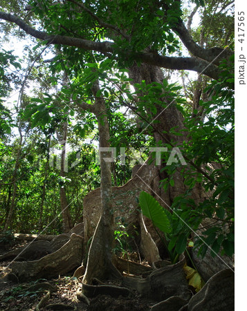 サキシマスオウノキ 417565