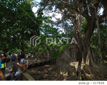 サキシマスオウノキ 417608