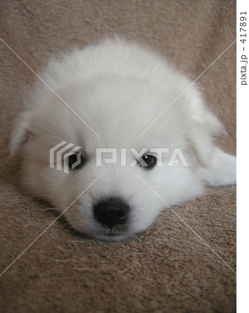 眠い・・。 417891