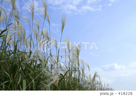 すすきⅠ すすきⅠ 418226