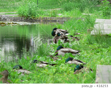 カモの昼寝 418253