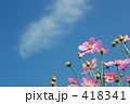 コスモス、秋空にそよぐ！ 418341