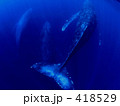 三頭のザトウ 418529