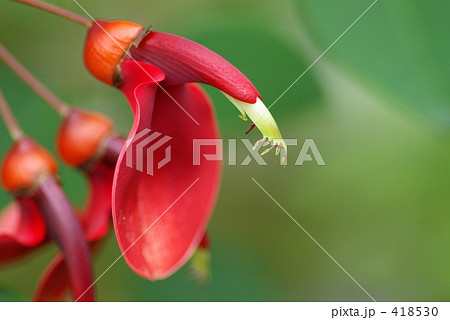 アメリカデイゴ アメリカデイゴ 418530