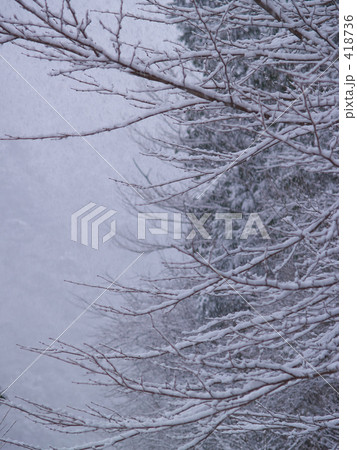梢に降る雪 418736
