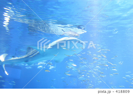 ジンベイザメ 418809