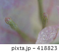ブーゲンビリア 418823