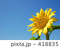 ひまわり 418835