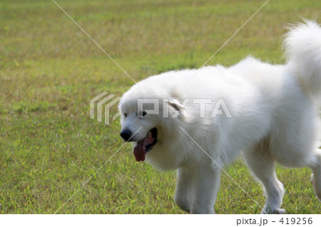 グレート・ピレニーズ 419256