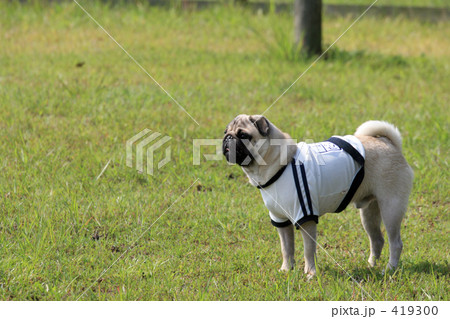 遠くから仲間を眺めて 遠くから仲間を眺めて 419300