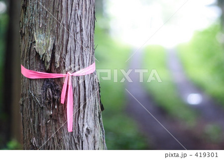 高原の林：イメージ 419301