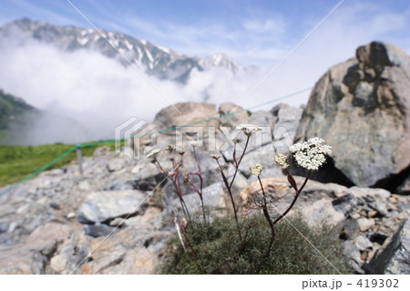 白馬の高山植物:ミヤマウイキョウ 白馬の高山植物:ミヤマウイキョウ 419302