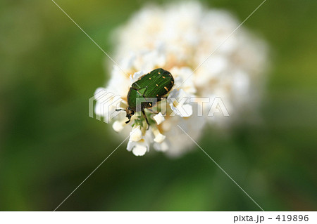ハナムグリと房藤空木 ハナムグリと房藤空木 419896