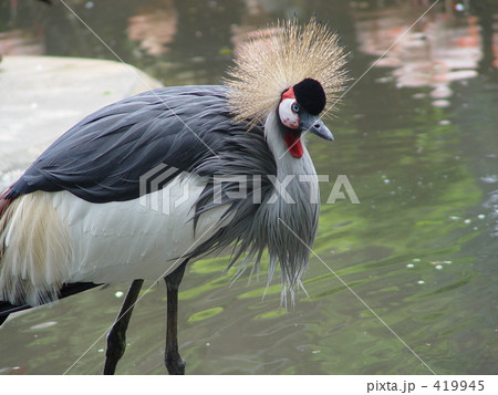 ホオジロカンムリヅル 419945